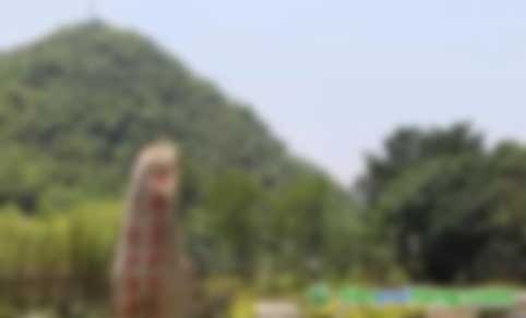 中關(guān)村綠色發(fā)展智庫專家、教授李金良：促進(jìn)我國CCER林業(yè)碳匯交易的建議