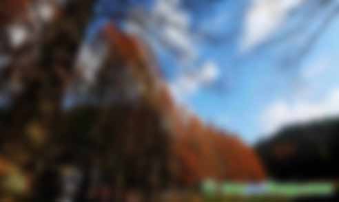 最新研究表明森林對(duì)緩解氣候變化有多重影響