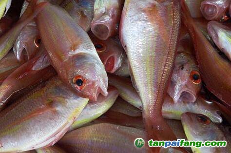 過(guò)度捕撈和氣候變化造成了馬拉維湖的魚類數(shù)量下降