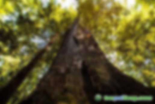 最高獎(jiǎng)勵(lì)2500萬(wàn)元！廣州出臺(tái)實(shí)施意見(jiàn)促進(jìn)綠色金融改革創(chuàng)新發(fā)展