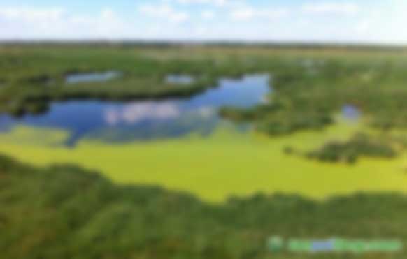 長期大量收購林業(yè)碳匯項目產生的VCS標準減排量（現貨交易）