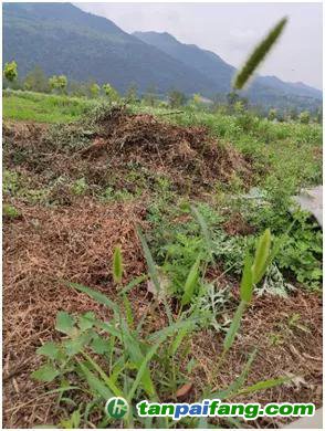 公園、綠化帶隨處可見的狗尾巴草（熊曉虎 攝）
