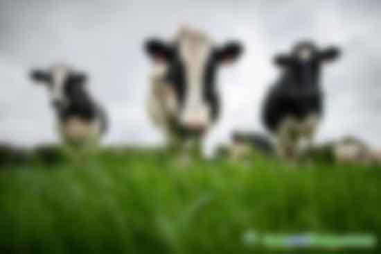  畜牧業(yè)是導(dǎo)致甲烷排放增加的一個原因。圖片來源：Lou Benoist/AFP/Getty