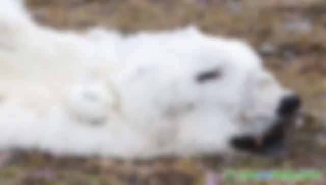 霍金預(yù)言要成真？北極38度高溫，溫室氣體釋放，地球回300萬年前