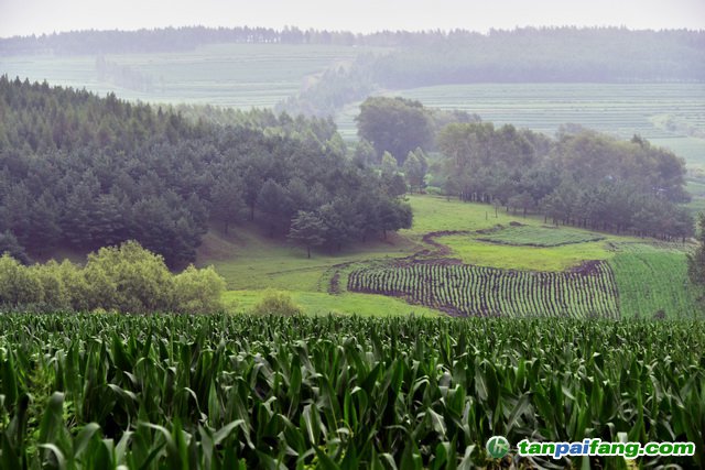 關于舉辦2020年第二期“林業(yè)碳匯管理”專題培訓的通知