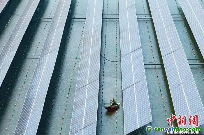 江蘇常州“漁光互補(bǔ)”光伏發(fā)電，實(shí)現(xiàn)經(jīng)濟(jì)效益和生態(tài)效益雙豐收。泱波 攝