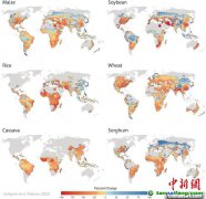 氣候變化對主食作物有何影響？最新研究評估稱或致嚴重產(chǎn)量損失