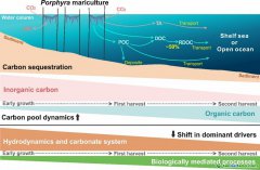 大型海藻養(yǎng)殖碳匯研究領(lǐng)域取得新進展